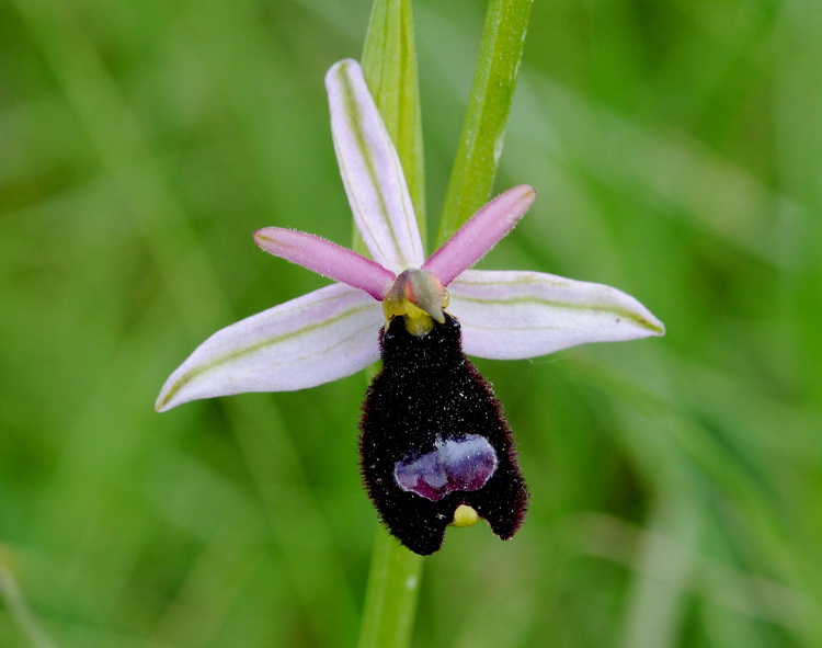 Orchidee del Chianti - Ophrys sphegodes e altre...